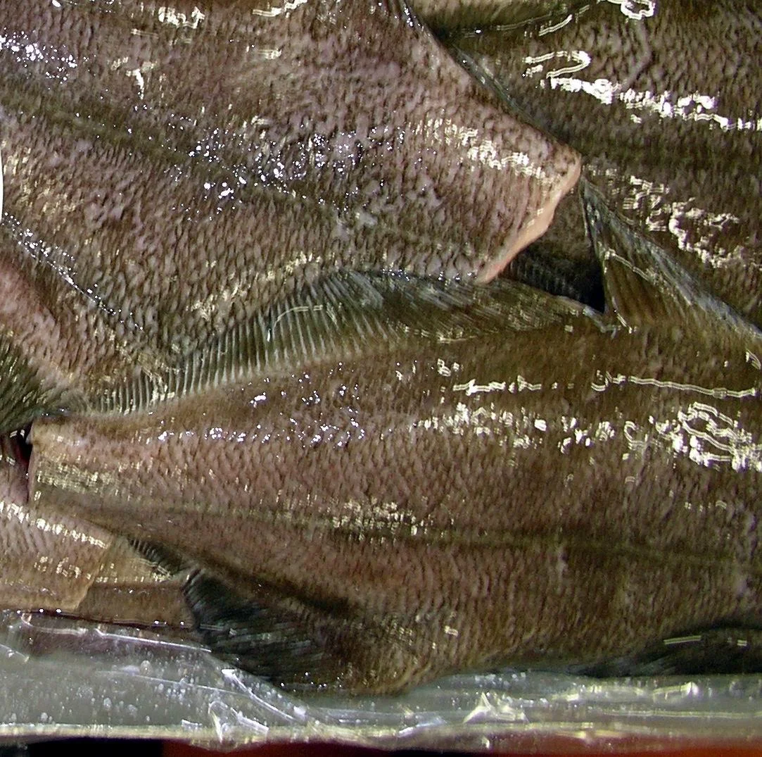 Arrowtooth Flounder — OceanLamb